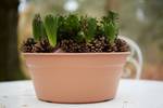 green basics schaal 38cm mild terra